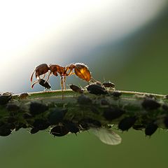 240px-Melkende_ameise_honigtau1