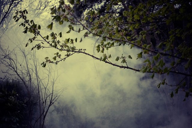 905492_10151587126941392_800110700_o